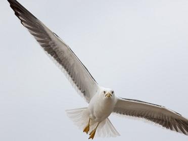 egg nest removal