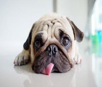 sad puppy